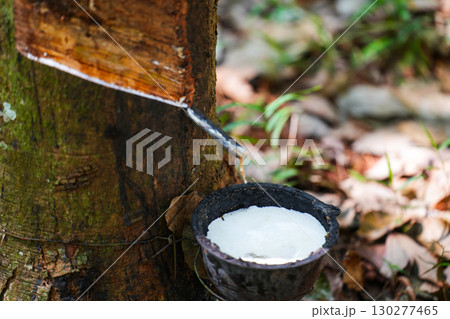 Scrape rubber from rubber trees, latex 130277465