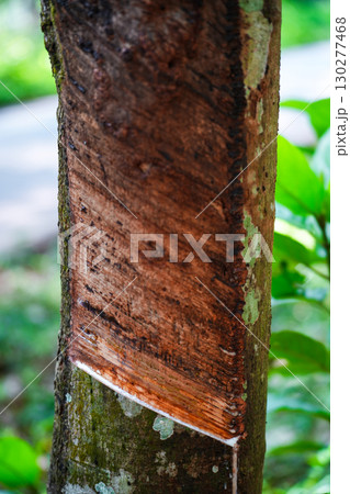 Scrape rubber from rubber trees, latex Scrape rubber from rubber trees, latex 130277468