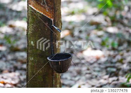 Scrape rubber from rubber trees, latex 130277476