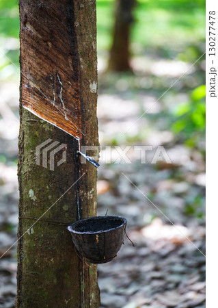Scrape rubber from rubber trees, latex 130277478