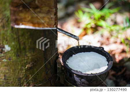 Scrape rubber from rubber trees, latex Scrape rubber from rubber trees, latex 130277490