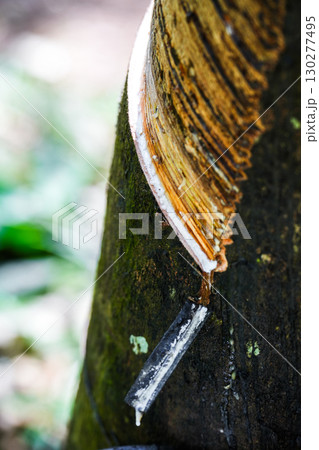 Scrape rubber from rubber trees, latex 130277495