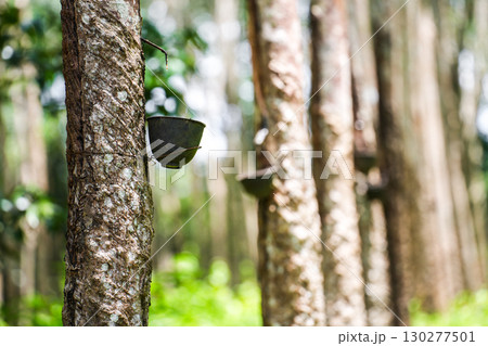 Scrape rubber from rubber trees, latex Scrape rubber from rubber trees, latex 130277501