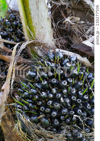 The oil palm fruit on oil palm tree 130277506