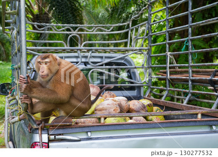 coconut harvesting and monkey on the truck 130277532