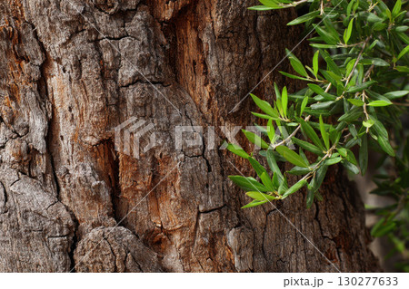 Olive tree trunk with rough bark and green leaves 130277633