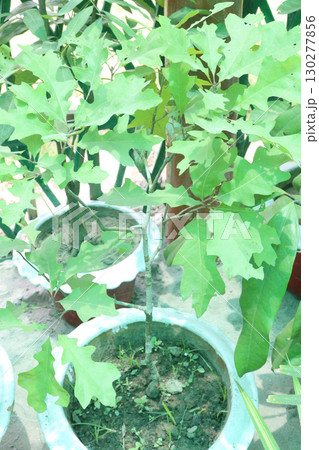 Quercus austrina plant on pot Quercus austrina plant on pot 130277856