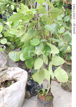 Red sandalwood wood plant on bag Red sandalwood wood plant on bag 130277861