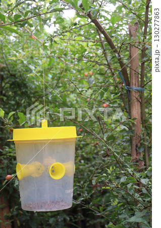 Pheromone Trap plastic container hanging on tree farm Pheromone Trap plastic container hanging on tree farm 130277863