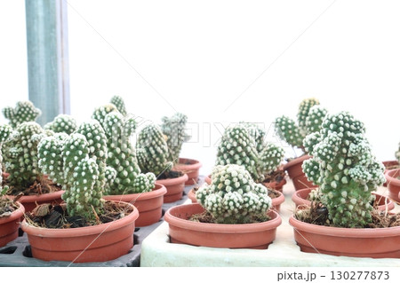 Mammillaria gracilis oruga cactus and succulent plant on pot Mammillaria gracilis oruga cactus and succulent plant on pot 130277873