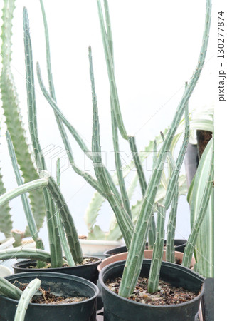 Kleinia stapeliiformis cactus and succulent plant 130277874