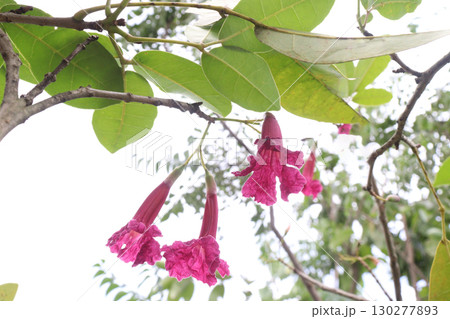 Tabebuia rosea flower plant on pot 130277893
