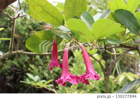 Tabebuia rosea flower plant on pot 130277894