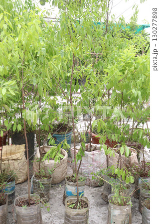 Sandalwood tree plant on nursery Sandalwood tree plant on nursery 130277898