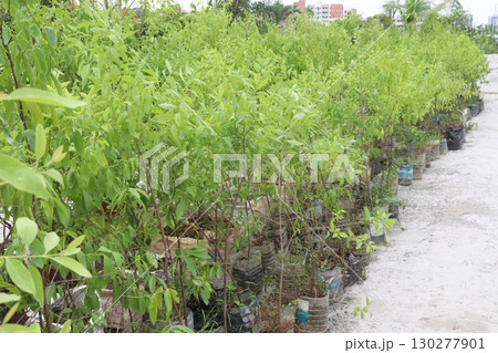 Sandalwood tree plant on nursery 130277901