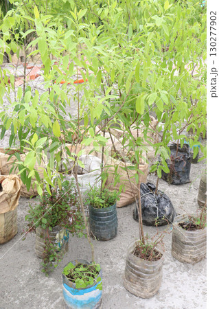 Sandalwood tree plant on nursery 130277902