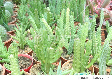 Stapelia cactus leaf and succulent plant on pot Stapelia cactus leaf and succulent plant on pot 130277907