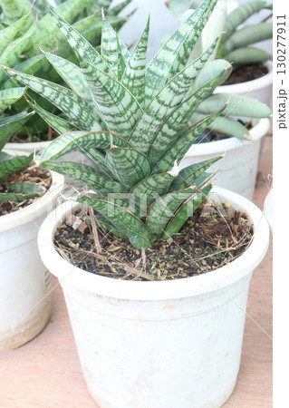 sansevieria hybrid leaf plant on pot in nursery 130277911