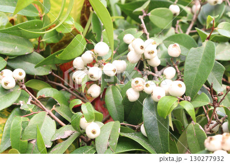 syzygium Zeylanicum flower plant on pot syzygium Zeylanicum flower plant on pot 130277932