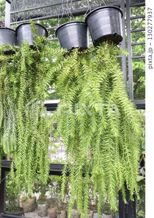 Phlegmariurus goebelii leaf plant on hanging pot 130277937