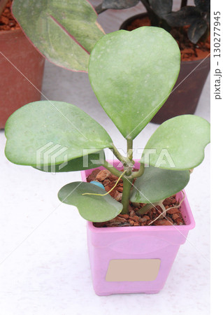 sweetheart leaf and succulent plant on pot 130277945