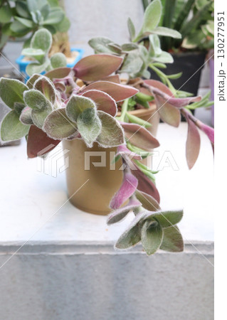 Tradescantia sillamontana leaf and succulent plant 130277951