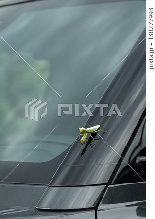 A close-up of a green mantis. A praying mantis on a car window. A close-up of a green mantis. A praying mantis on a car window. 130277993