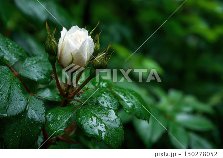 White rose bud blooms amidst lush, dark green foliage 130278052