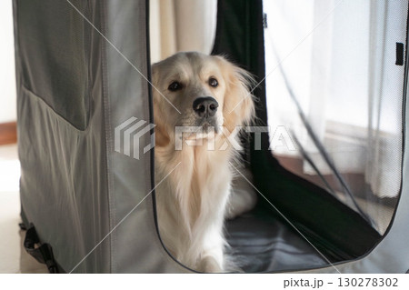 ソフトクレートでくつろぐゴールデンレトリーバー（犬のしつけ・ペットケア） 130278302