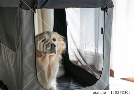 ソフトクレートでくつろぐゴールデンレトリーバー(犬のしつけ・ペットケア) ソフトクレートでくつろぐゴールデンレトリーバー(犬のしつけ・ペットケア) 130278303