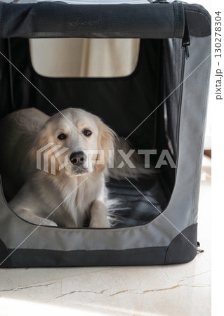 ソフトクレートでくつろぐゴールデンレトリーバー(犬のしつけ・ペットケア) ソフトクレートでくつろぐゴールデンレトリーバー(犬のしつけ・ペットケア) 130278304