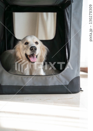 ソフトクレートでくつろぐゴールデンレトリーバー(犬のしつけ・ペットケア) ソフトクレートでくつろぐゴールデンレトリーバー(犬のしつけ・ペットケア) 130278309