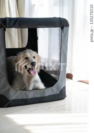 ソフトクレートでくつろぐゴールデンレトリーバー(犬のしつけ・ペットケア) ソフトクレートでくつろぐゴールデンレトリーバー(犬のしつけ・ペットケア) 130278310