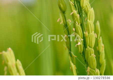 稲穂に花が咲く頃の田んぼの風景。8月下旬の水田 稲穂に花が咲く頃の田んぼの風景。8月下旬の水田 130278586