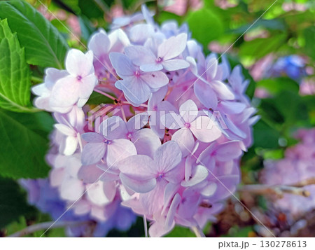 淡いピンクの紫陽花 淡いピンクの紫陽花 130278613