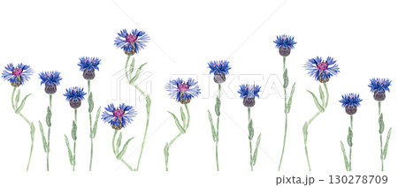 Blooming knapweed flowers in vivid blue and purple shades. Seamless watercolor border isolated on white background, perfect for botanical patterns, invitations, packaging, and rustic summer designs Blooming knapweed flowers in vivid blue and purple shades. Seamless watercolor border isolated on white background, perfect for botanical patterns, invitations, packaging, and rustic summer designs 130278709