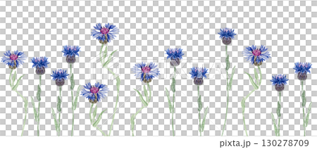 Blooming knapweed flowers in vivid blue and purple shades. Seamless watercolor border isolated on white background, perfect for botanical patterns, invitations, packaging, and rustic summer designs Blooming knapweed flowers in vivid blue and purple shades. Seamless watercolor border isolated on white background, perfect for botanical patterns, invitations, packaging, and rustic summer designs 130278709