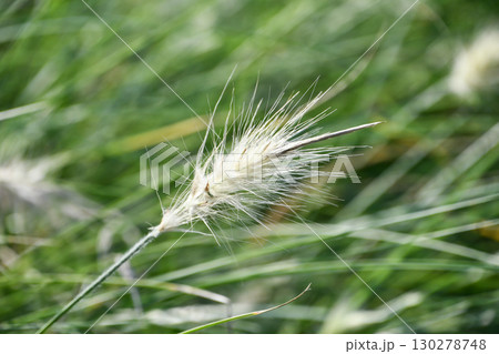 ぺニセタム・ヴィロサム 「銀狐」Feathertop ぺニセタム・ヴィロサム 「銀狐」Feathertop 130278748