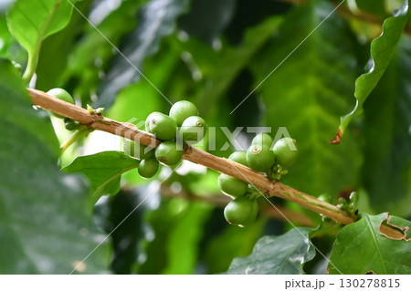コーヒーノキ　Coffee tree 130278815