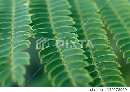 Close-up view of vibrant green leaves in natural setting 130278959