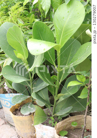 Clusia rosea leaf plant on pot 130279007