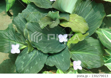 Kaempferia pulchra flower plant on pot 130279013