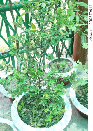 Boxleaf Eugenia flower plant on pot Boxleaf Eugenia flower plant on pot 130279014