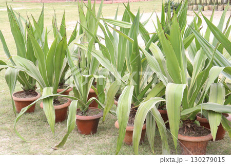 Green Furcaria cactus leaf plant on pot 130279015