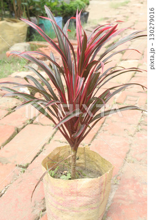 Cordyline leaf plant on farm 130279016