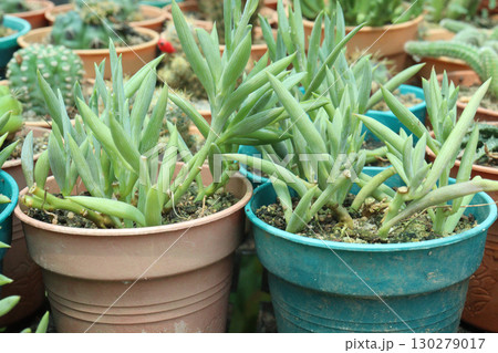 Curio ficoides succulent and leaf plant on pot Curio ficoides succulent and leaf plant on pot 130279017