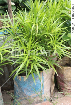 Cascabela thevetia flower plant on bag 130279021