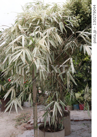 Hiroshima bamboo, also known as Moso bamboo plant Hiroshima bamboo, also known as Moso bamboo plant 130279044