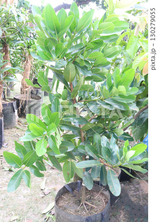 Calophyllum inophyllum flower plant on pot Calophyllum inophyllum flower plant on pot 130279055