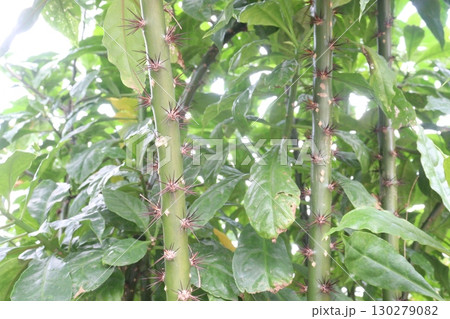 Leuenbergeria bleo, formerly Pereskia bleo flower plant Leuenbergeria bleo, formerly Pereskia bleo flower plant 130279082
